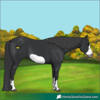 Horse Color:Black Splash Frame 
