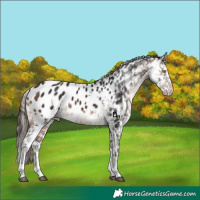 Horse Color:Bay Sabino Appaloosa 