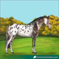 Horse Color:Bay Sabino Appaloosa 