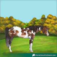 Horse Color:White Spotted Brown Appaloosa 