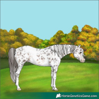 Horse Color:White Spotted Brown Appaloosa 