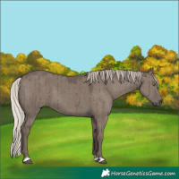 Horse Color:Silver Grullo Brindle