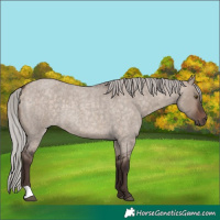 Horse Color:Silver Brown Roan Dun Mushroom Rabicano 