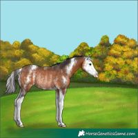 Horse Color:Bay Sabino Splash Rabicano