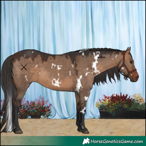 Horse Color:White Spotted Brown Dun 