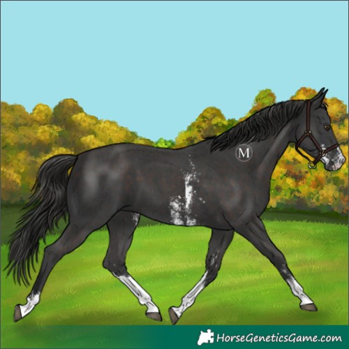 Horse Color:Liver Chestnut Sabino 