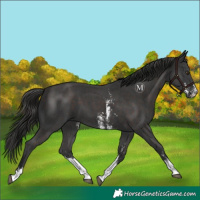 Horse Color:Liver Chestnut Sabino 