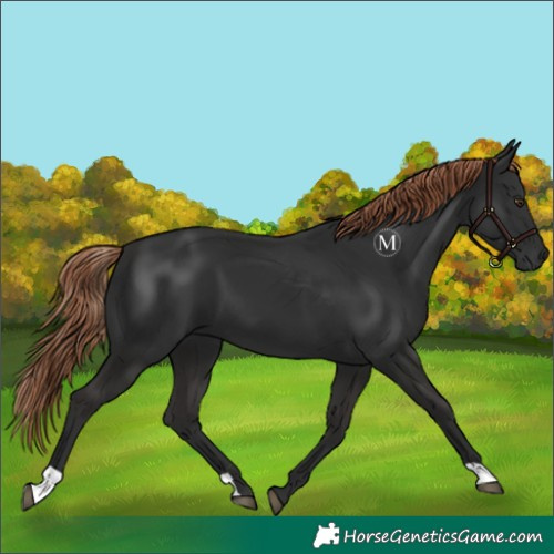 Horse Color:Liver Chestnut 