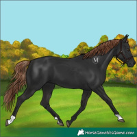 Horse Color:Liver Chestnut 