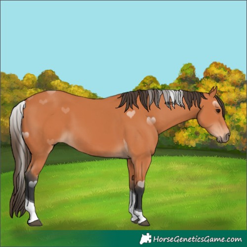 Horse Color:Bay Tobiano 