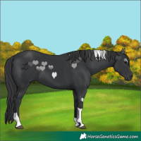 Horse Color:Black Tobiano 