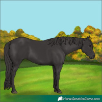Horse Color:Smoky Black 