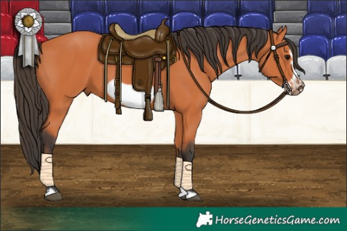 Horse Color:Bay Frame 