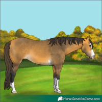 Horse Color:Buckskin 