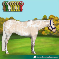 Horse Color:White Spotted Silver Bay Ice Dun Rabicano 