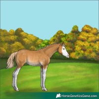 Horse Color:Palomino Sabino Splash Rabicano