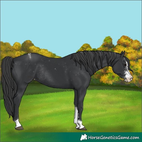 Horse Color:Black Sabino Tobiano Appaloosa Rabicano 