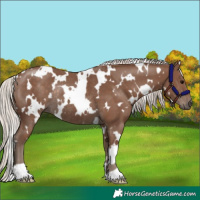Horse Color:White Spotted Silver Black Rabicano 