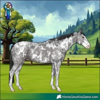 Horse Color:White Spotted Black Ice Sabino Appaloosa