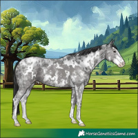 Horse Color:White Spotted Black Ice Sabino Appaloosa 