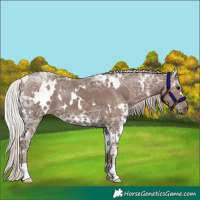Horse Color:White Spotted Silver Black Ice 