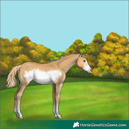 Horse Color:Palomino Dun Sabino Frame Rabicano