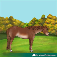 Horse Color:Chestnut 