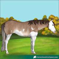 Horse Color:Liver Red Dun Sabino Splash Rabicano