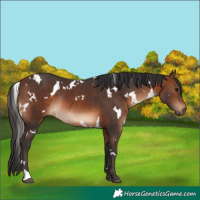 Horse Color:White Spotted Brown Rabicano 