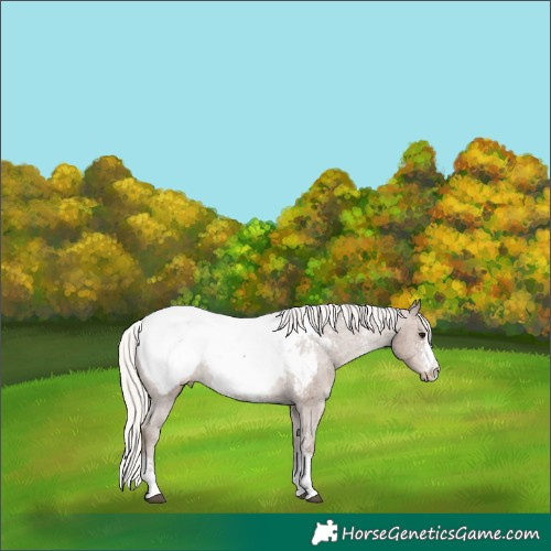 Horse Color:Silver Black Sabino Appaloosa 