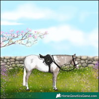 Horse Color:Silver Black Sabino Snowcap 