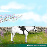 Horse Color:Silver Black Sabino Appaloosa 