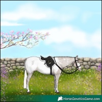 Horse Color:Silver Black Sabino Appaloosa