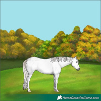 Horse Color:Gray White Spotted Silver Black Frame Rabicano 
