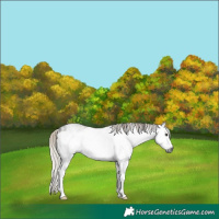 Horse Color:Gray White Spotted Silver Black Frame Rabicano 