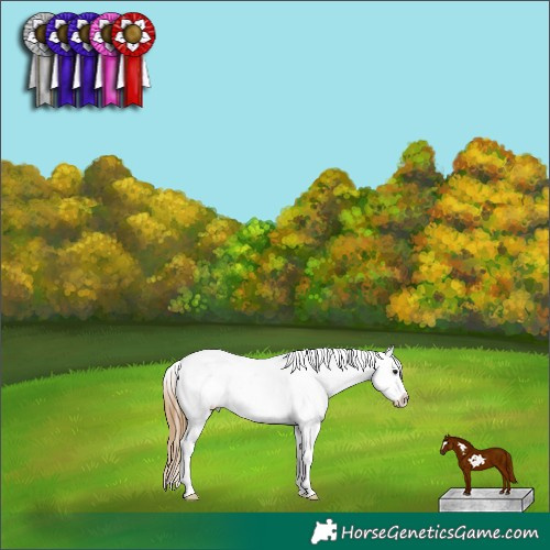Horse Color:Buckskin Sabino Frame Appaloosa 