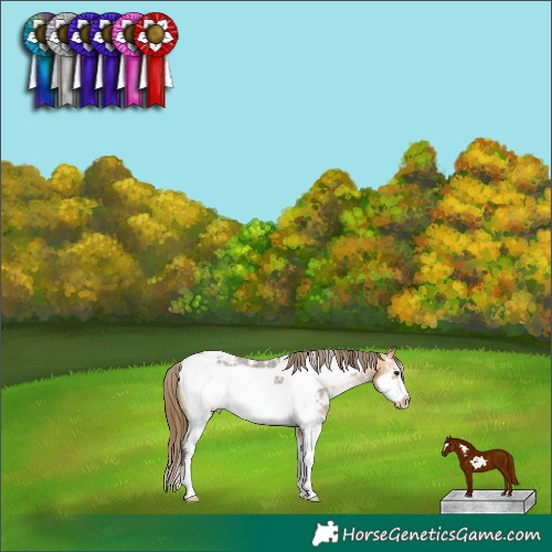 Horse Color:Buckskin Sabino Frame Snowcap 