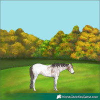 Horse Color:Gray Bay Sabino Appaloosa 