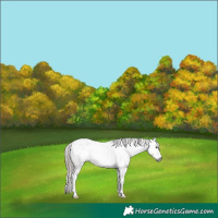 Horse Color:Gray Bay Sabino Appaloosa