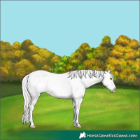 Horse Color:Silver Bay Dun Frame Appaloosa