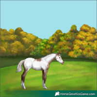 Horse Color:Silver Bay Dun Frame Appaloosa 