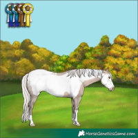 Horse Color:Silver Bay Dun Frame Snowcap 