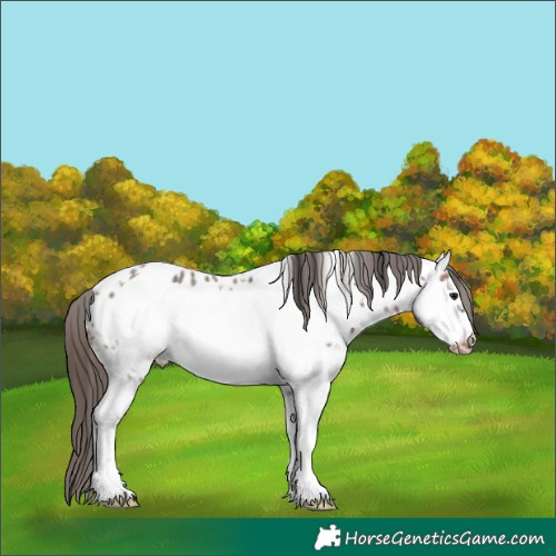 Horse Color:Brown Sabino Frame Appaloosa Rabicano 