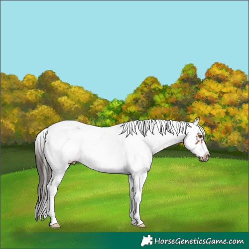 Horse Color:Bay Sabino Frame 