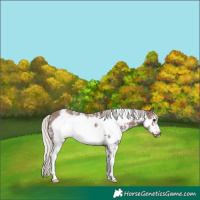 Horse Color:Silver Black Sabino Frame