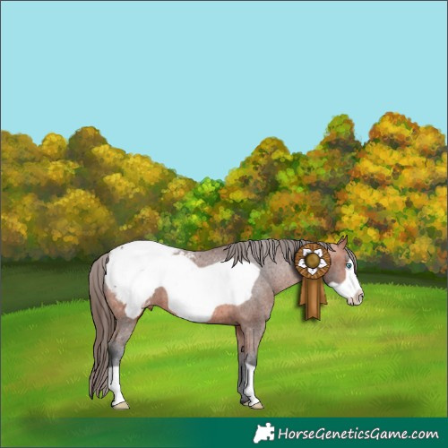 Horse Color:Bay Frame Appaloosa 