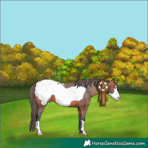 Horse Color:Bay Frame Appaloosa 