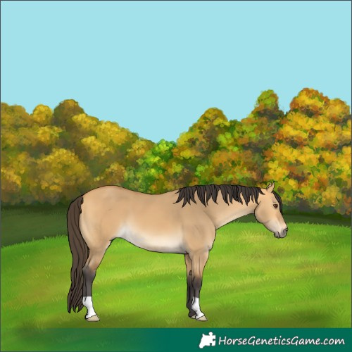 Horse Color:Buckskin Dun