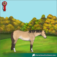 Horse Color:Buckskin Dun 