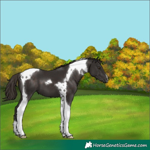 Horse Color:Liver Chestnut Tobiano 
